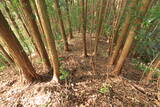 美作 月田城の写真