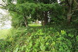 美作 宮山城(植月)の写真
