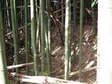 美濃 釜戸陣屋の写真