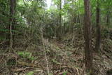 美濃 仲深山砦の写真