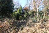 武蔵 篠原城の写真