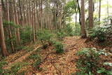 武蔵 高取山城の写真