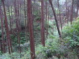 武蔵 滝山城の写真