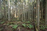 陸奥 赤岩城の写真