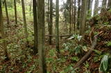 陸奥 元城(深浦館)の写真