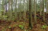 陸奥 元城(深浦館)の写真