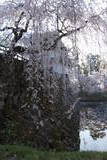 陸奥 弘前城の写真