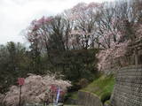 陸奥 岩出山城の写真