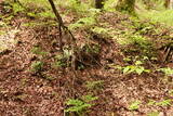 陸奥 柏木城の写真