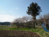 陸奥 滝野館の写真