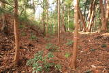 陸奥 桑折西山城の写真