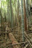 陸奥 愛宕館(松川町)の写真