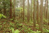 陸奥 宮崎城の写真