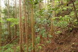 陸奥 宮崎城の写真