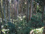 陸奥 二桜城の写真