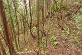 陸奥 大開城の写真