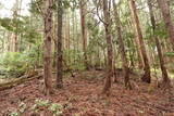 陸奥 大開城の写真