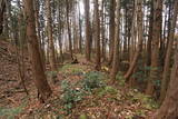 陸奥 寺山館の写真