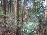 陸奥 寺山館の写真