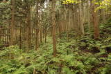 陸奥 湯山城の写真