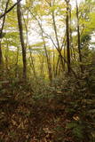 陸奥 湯山城の写真