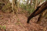 長門 青山城の写真