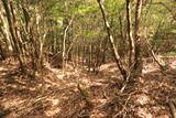 長門 城光寺城の写真