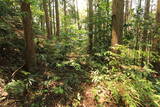 長門 亀山八幡山城の写真