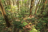 長門 亀山八幡山城の写真