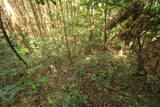 長門 亀山八幡山城の写真