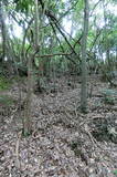 長門 且山城の写真
