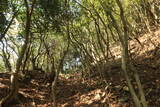 長門 川棚茶臼山城の写真