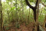 長門 面影山城の写真