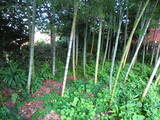 能登 田鶴浜館の写真