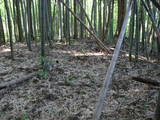 能登 館開城の写真