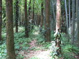 大隅 平山城の写真