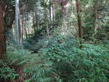 大隅 平山城の写真