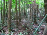 大隅 平山城の写真