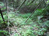 大隅 平山城の写真