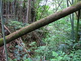 大隅 平山城の写真