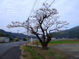 大隅 高山城の写真