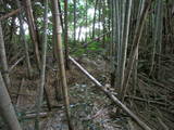 大隅 末吉城の写真