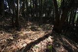 近江 堂木山砦の写真