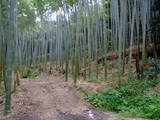 近江 八幡山城の写真