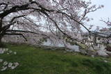 近江 彦根城の写真