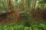 近江 百済寺城の写真