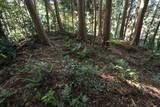近江 茶臼山砦の写真