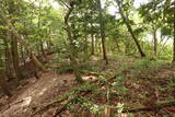 近江 磯野山城の写真