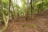 近江 磯野山城の写真