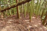 近江 磯野山城の写真